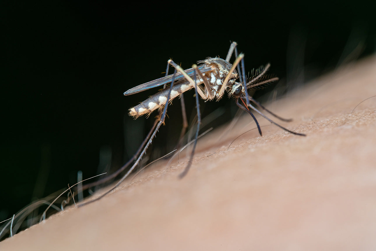 Benefits of Organic Mosquito Protection Sprays